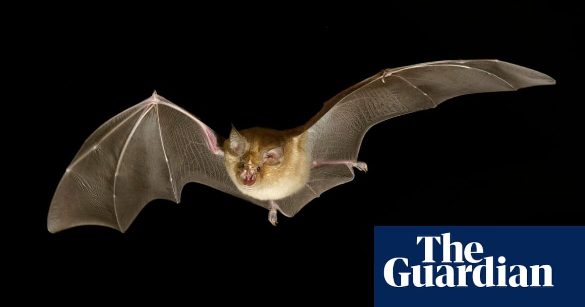 A recent study has discovered that bats use a technique called “leapfrogging” to return to their roosts and protect themselves from predators.