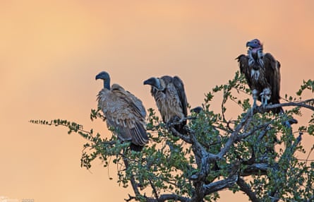 A recent study has revealed that predatory birds in Africa are facing a decline in their population.