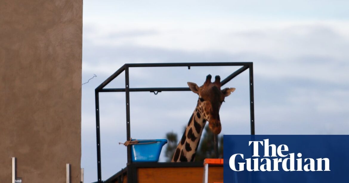 Benito the giraffe embarks on a lengthy journey to reach more favorable climate conditions in central Mexico.