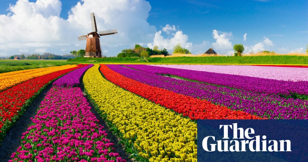 Dutch flower producers are requesting for the postponement of post-Brexit border inspections in the UK.