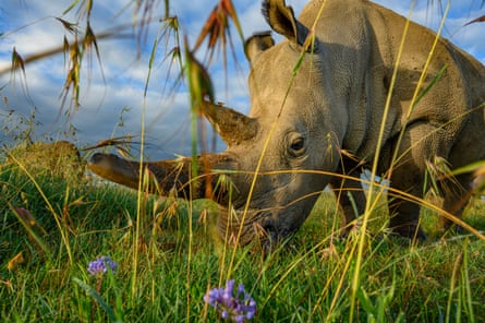 A white rhino grazes in grass with wild flowers