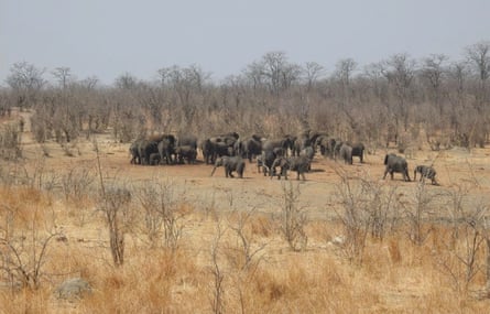 Over 160 elephants have perished in Zimbabwe, and numerous others remain in danger.