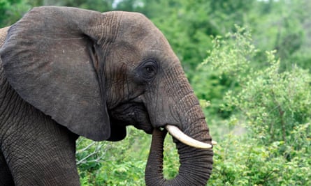 The number of African elephants in their traditional habitats in southern regions has reached a stable level.