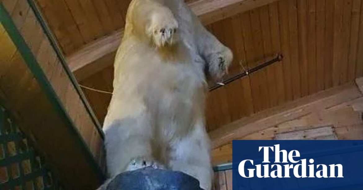 A 500lb polar bear was stolen in a heist in Canada after falling off the back of an iceberg.