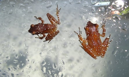 A breed of cinnamon-colored frogs facing danger has been successfully reproduced in the UK.