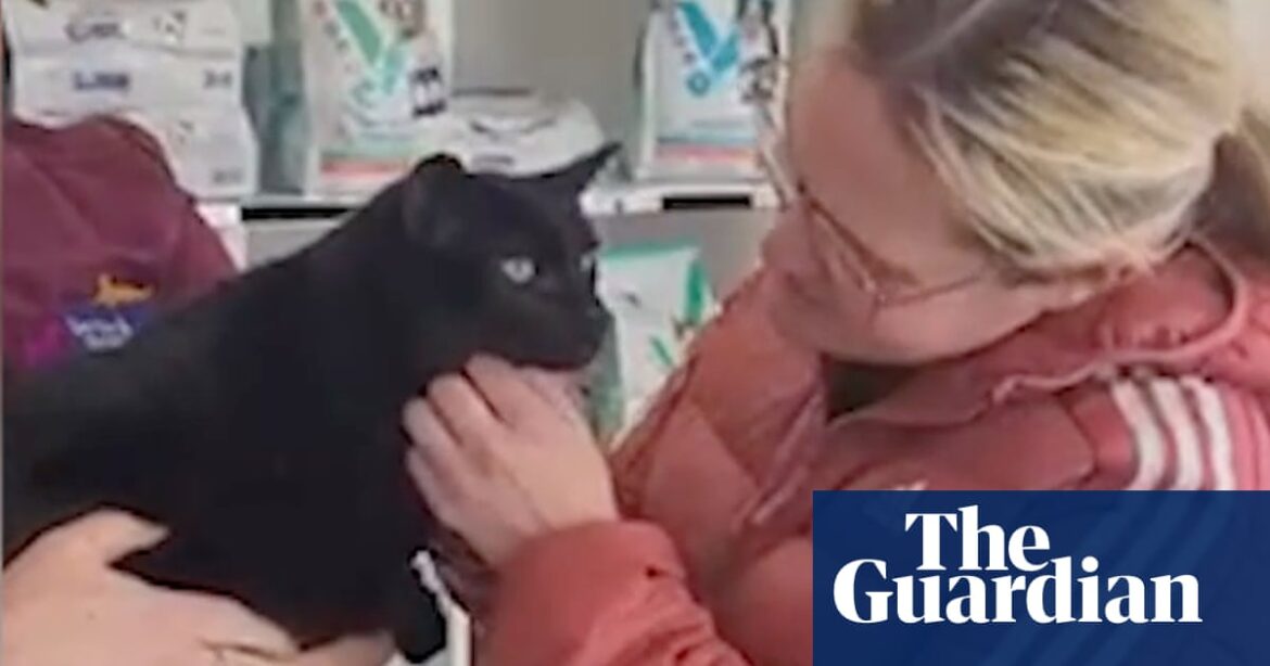 A feline that went missing four years ago has been found more than 150 miles away from its original home in Northern Ireland.