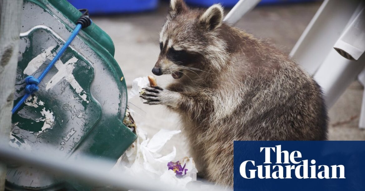 A mishap at a power utility caused a raccoon to knock out power in some areas of Toronto, resulting in darkness for residents.