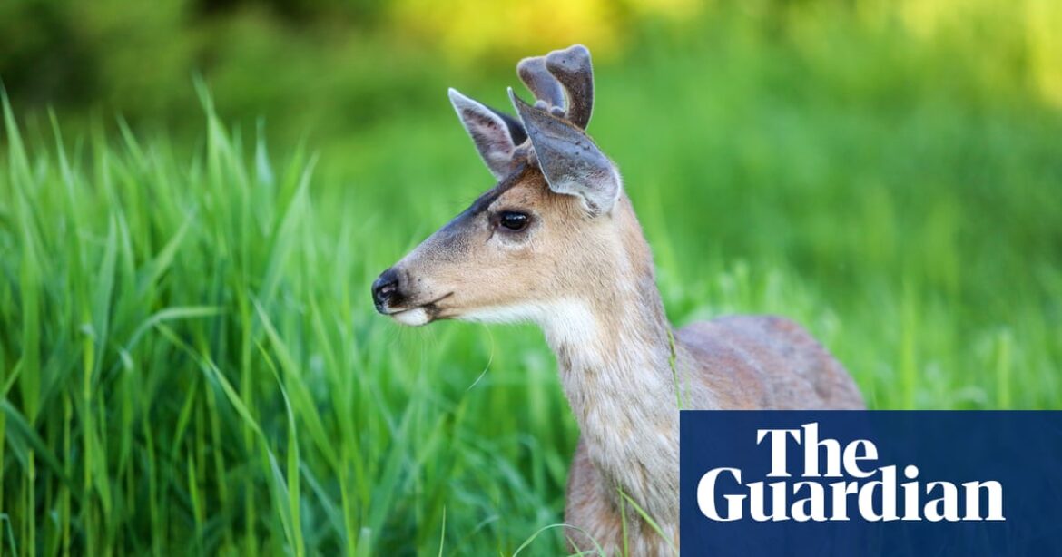 British Columbia is actively working to prevent the spread of a deadly disease known as “zombie deer disease”.