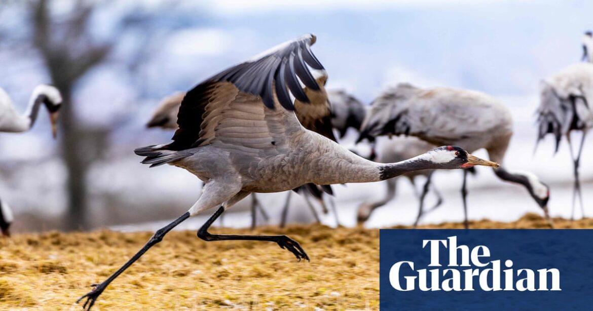 Last summer, the breeding population of cranes in the UK reached its highest numbers in centuries.