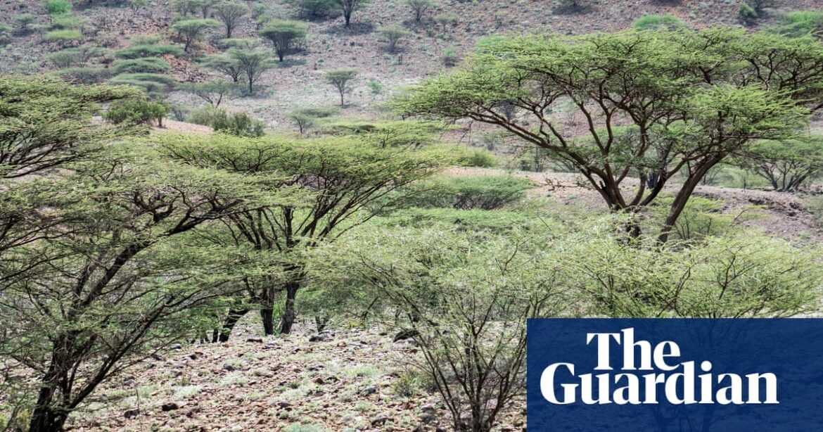 Scientists are warning that poorly planned tree planting efforts in Africa are posing a threat to the region’s ecosystems.