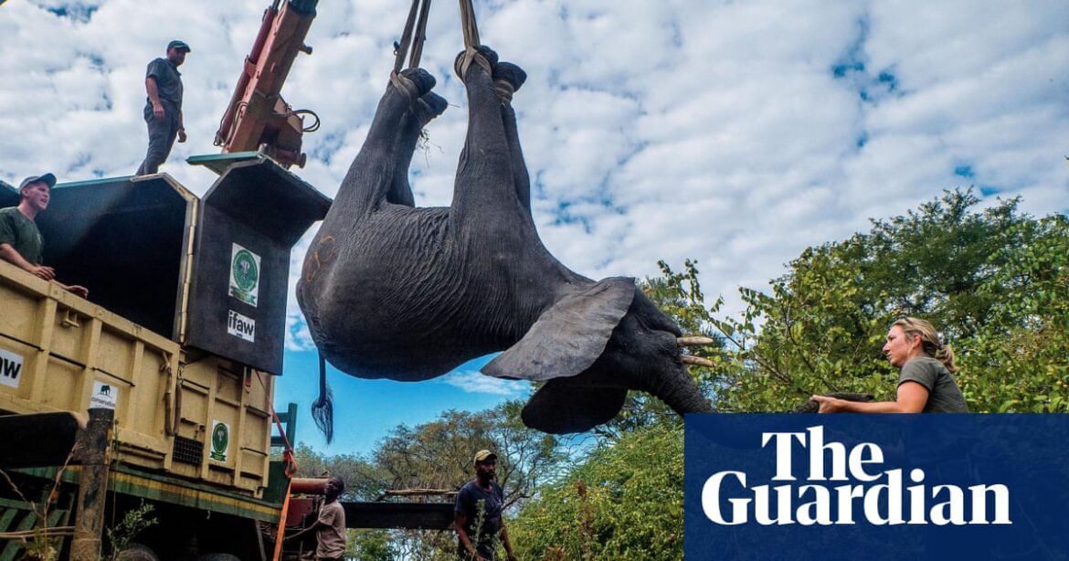 The number of fatalities has increased to seven in the project to move elephants in Malawi, which is associated with the NGO founded by Prince Harry.