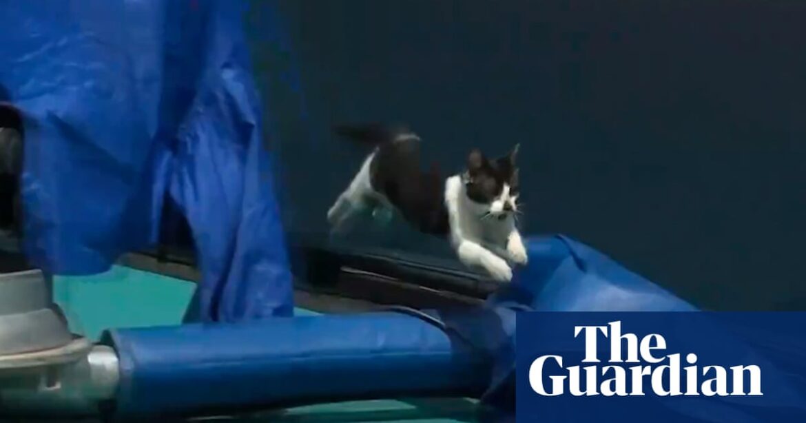 A feline interrupts a tennis match between Venus Williams and an opponent at the Miami Open, as seen in a recorded video.
