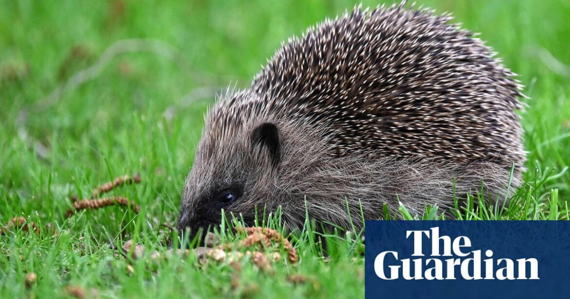 A groundbreaking project in the UK is using artificial intelligence to monitor and measure hedgehog populations.

Advanced technology is being utilized in the UK to track and assess the numbers of hedgehogs in an innovative project.