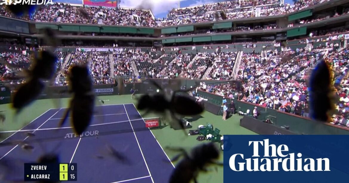 A swarm of bees disrupts the Indian Wells match between Alcaraz and Zverev, forcing them to leave the court – footage.