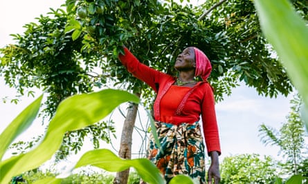 A woman looking up into a tree.