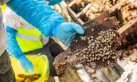 A hand in blue protective glove holds a honeycomb partly covered in bees.