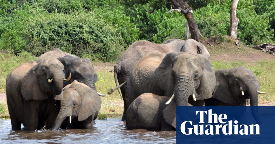 Botswana threatens to send 20,000 elephants to Germany in trophy hunting row