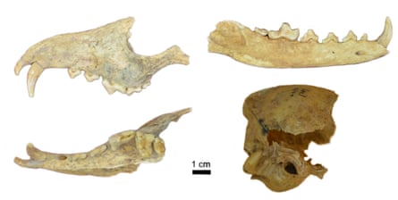 Cranial and mandible remains of the animal.