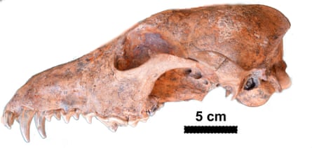 Dusicyon avus skull