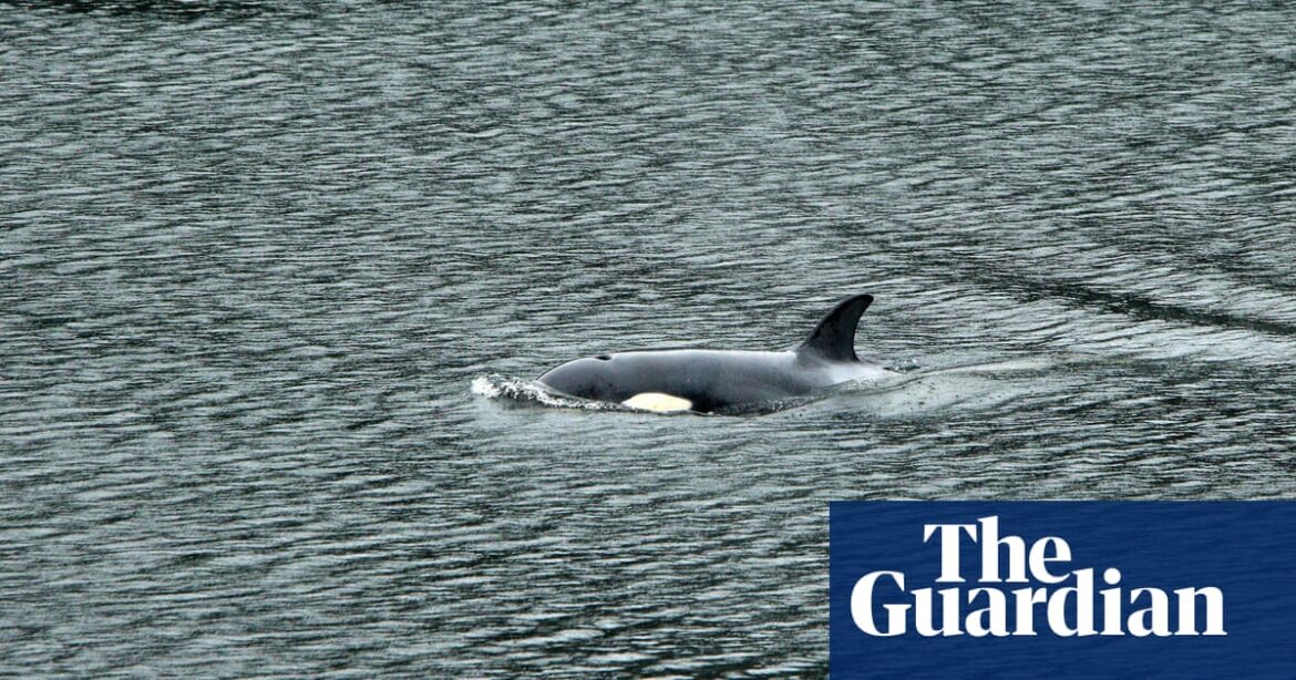 Orca calf successfully returned to open water after bold rescue in Canada
