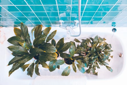 Indoor plants in a bathtub from above