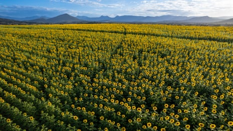 ‘They just make you happy’: the Queensland farmers who took a chance on a million sunflowers