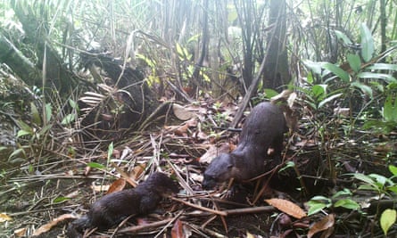 ‘We found 700 different species’: astonishing array of wildlife discovered in Cambodia mangroves