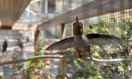A hummingbird in a cage spreads its wings