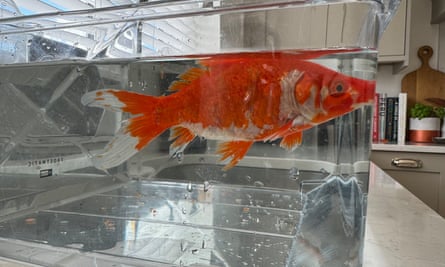 NHS doctor rescues mystery goldfish found on his garden lawn