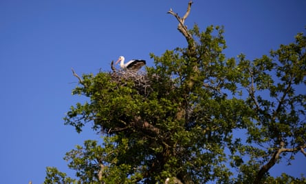 Bird bonanza … stork numbers are soaring.