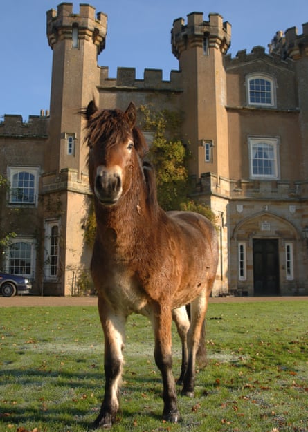 A one-horse pitch invasion … Duncan, the Exmoor pony who appears in Wilding.