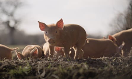 ‘We sold everything off, even the semen flasks’: the film about the farming couple who struck gold by rewilding