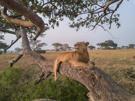 ‘Africa’s most resilient lion’ and his brother filmed making 1.5km swim across dangerous African river