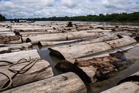 Rows of logs