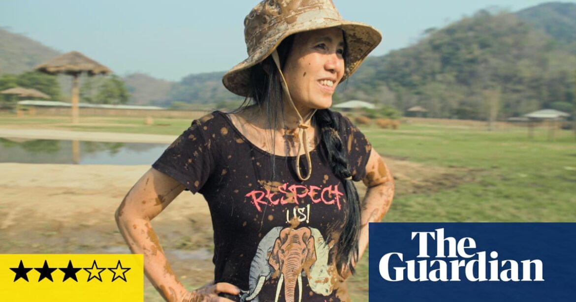 Elephant Mother review – sensitive animal documentary with a happy ending