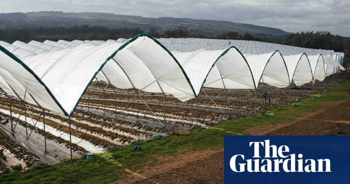 Indonesians who paid thousands to work on UK farm sacked within weeks