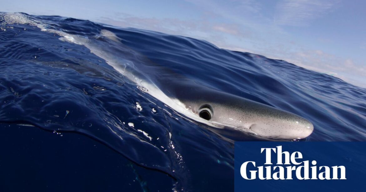 Wild sharks off Brazil coast test positive for cocaine, scientists say