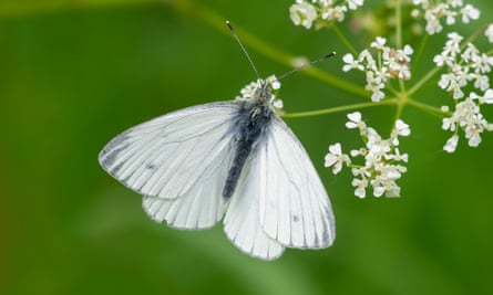 White butterfly next to white flowers against blurred out green background