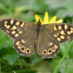 ‘Butterfly emergency’ declared as UK summer count hits record low