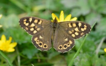 ‘Butterfly emergency’ declared as UK summer count hits record low