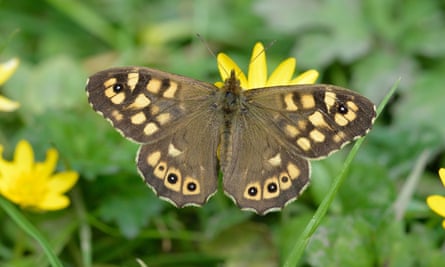 ‘Butterfly emergency’ declared as UK summer count hits record low