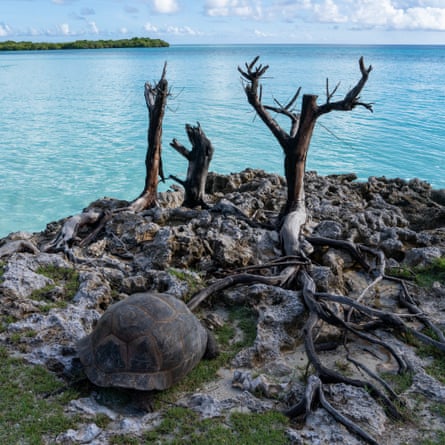 Giant tortoises in Seychelles face threat from luxury hotel development