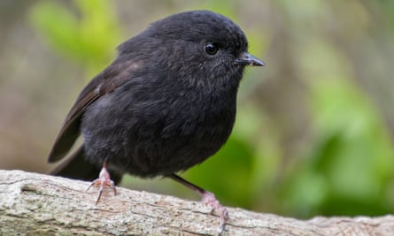 Rare smelly penguin wins New Zealand bird of the year contest