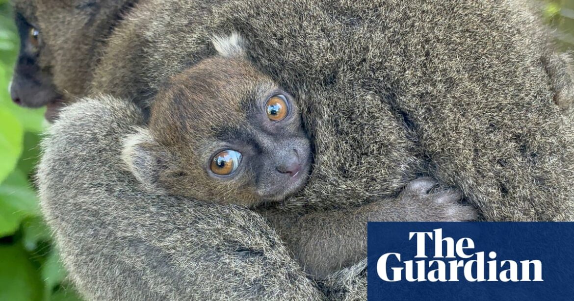 Cotswold wildlife park successfully breeds endangered Madagascan lemur