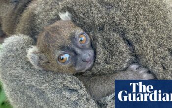 Cotswold wildlife park successfully breeds endangered Madagascan lemur