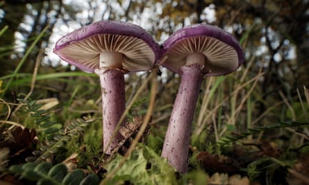 Two purple-grey mushrooms among grass