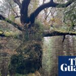 Scotland’s ancient Skipinnish Oak wins UK tree of the year