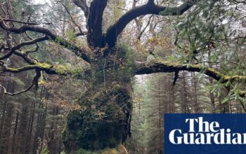 Scotland’s ancient Skipinnish Oak wins UK tree of the year