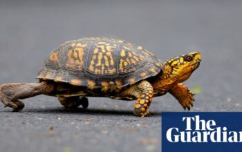 Woman pleads guilty over attempt to smuggle turtles by kayak into Canada