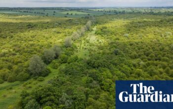 ‘A special place’: Guardian readers’ generosity helps to save rewilded farm